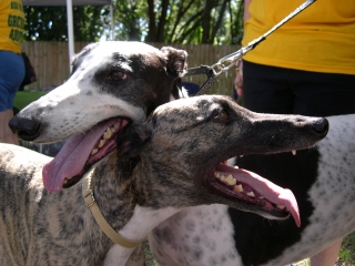 FAll FestGreyhound9.JPG